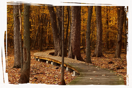 Wooden footpath through the forest
