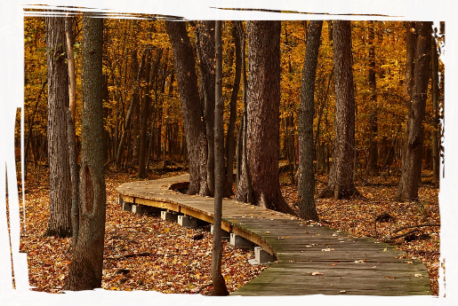 Wooden footpath Wooden footpath through the forest