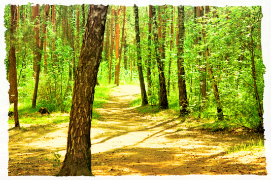 Forest campsite trail through forest