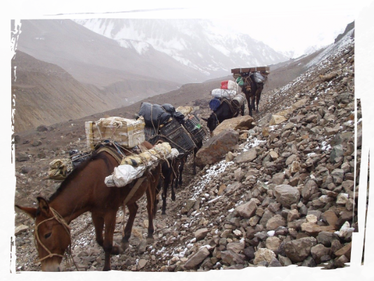 Donkeys on the trail